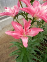 [5006 Candy Blossom No01.JPG]